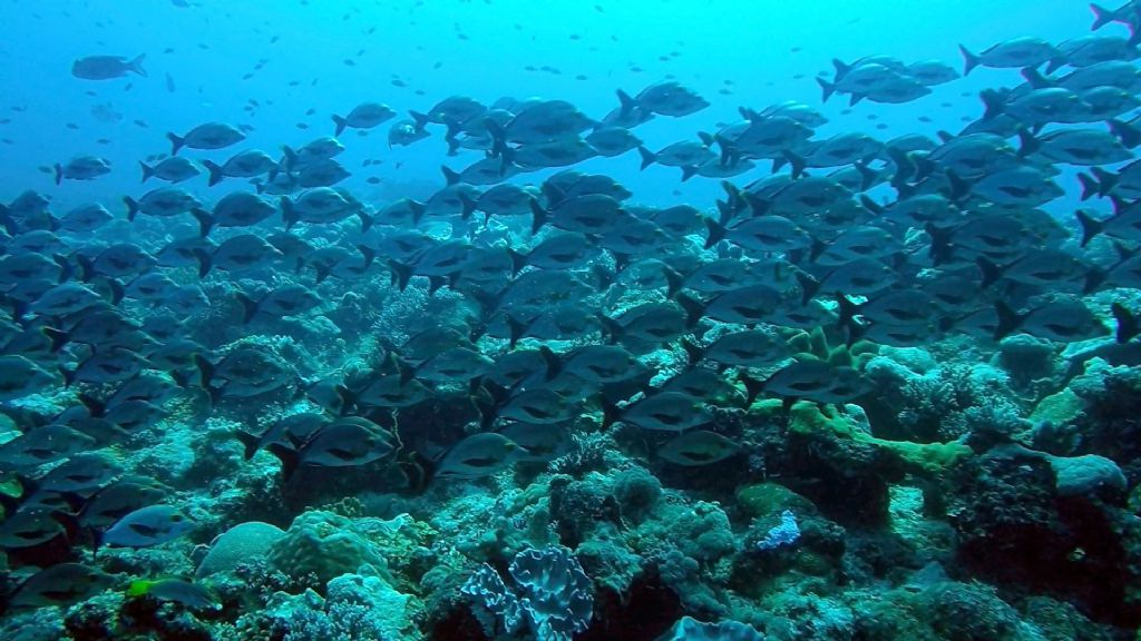 Pesci del Madagascar - 2